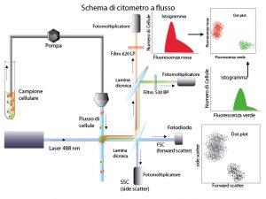 citometria a flusso schema
