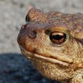 L’Omeopatia tra Tossicologia e Neurologia: correlazioni cliniche tra la patogenesi sperimentale di Bufo rana e alcune forme di epilessia